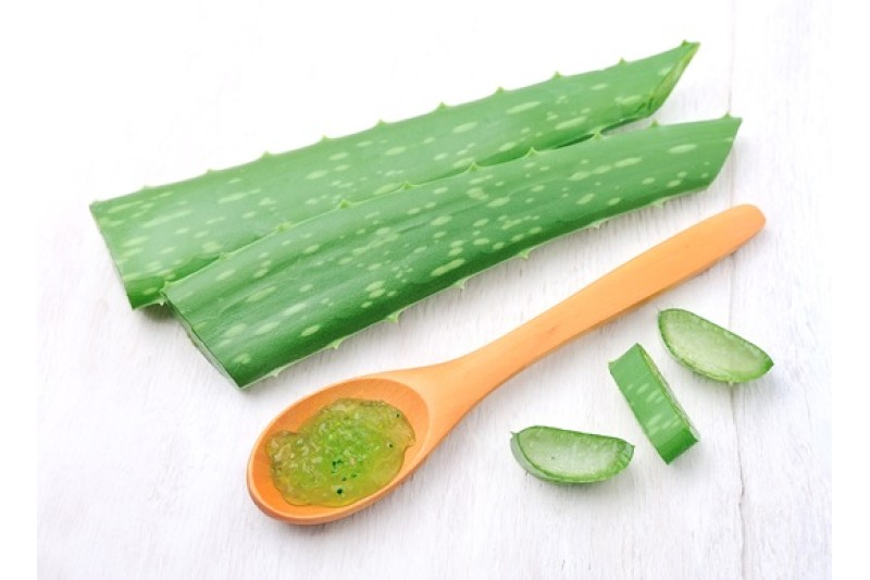 Aloe vera, planta habitual en infusiones y preparados